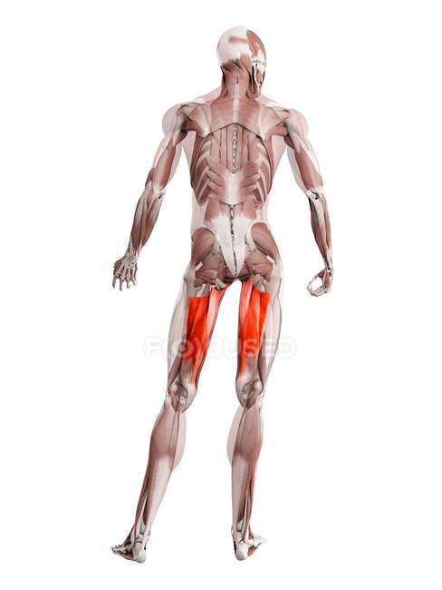Figura física masculina con músculo Adductor magnus detallado, ilustración digital . - foto de stock