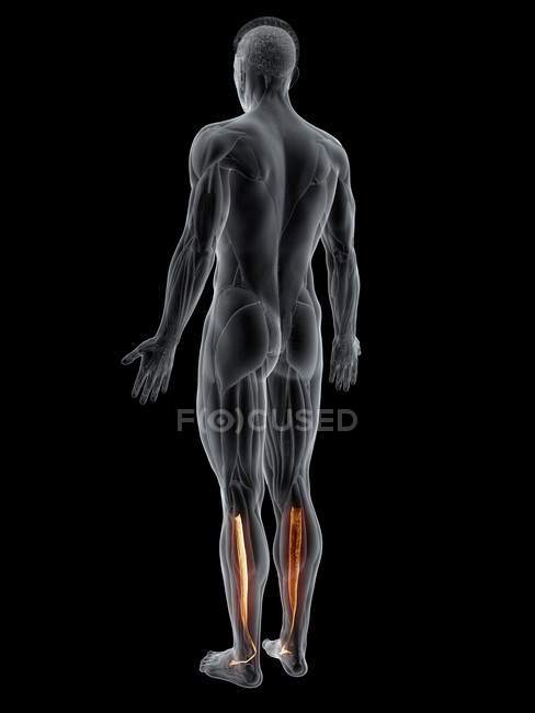 Абстрактна чоловіча фігура з детальними задніми м'язами Tibialis, комп'ютерна ілюстрація. — стокове фото