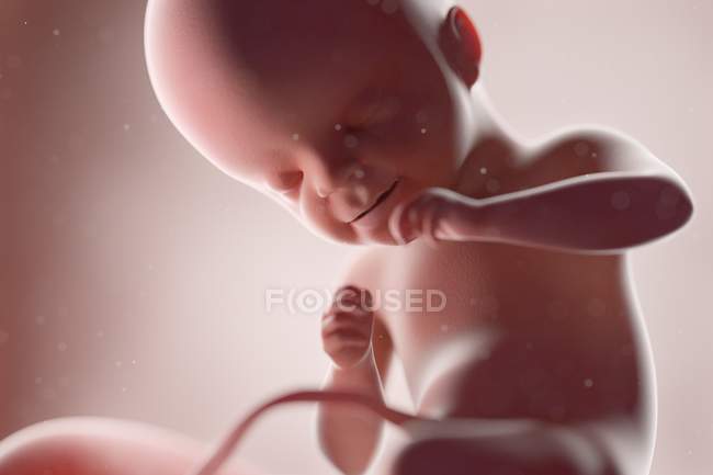 Fœtus humain réaliste à la semaine 21, illustration par ordinateur . — Photo de stock