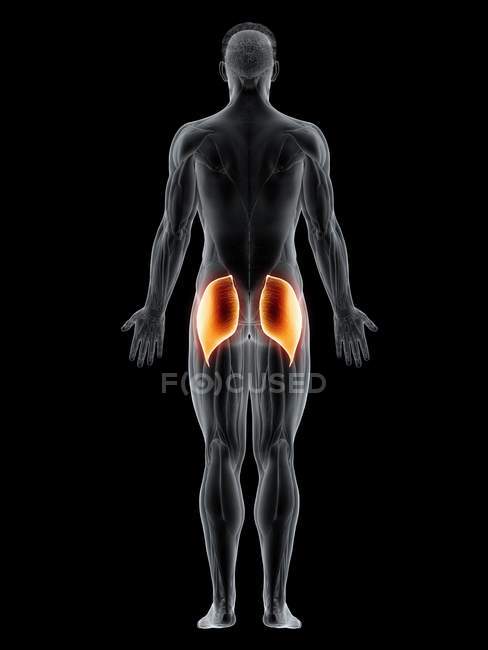 Männlicher Körper mit sichtbarem farbigen Gesäßmuskel maximus, Computerillustration. — Stockfoto