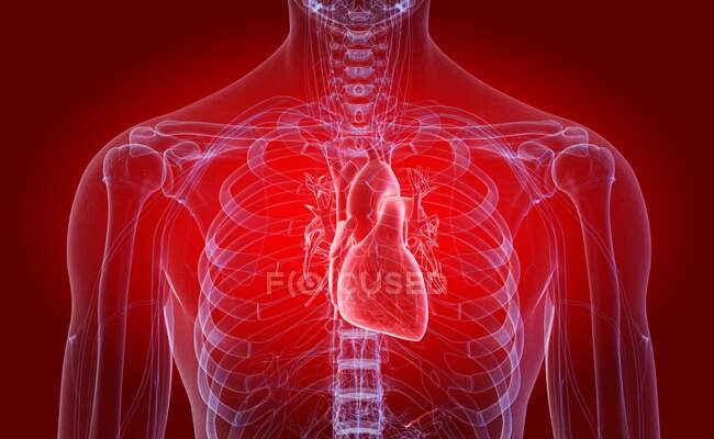 Человеческое сердце, компьютерная иллюстрация — стоковое фото