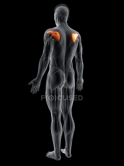 Abstrakter männlicher Körper mit detailliertem Infraspinatus-Muskel, Computerillustration. — Stockfoto