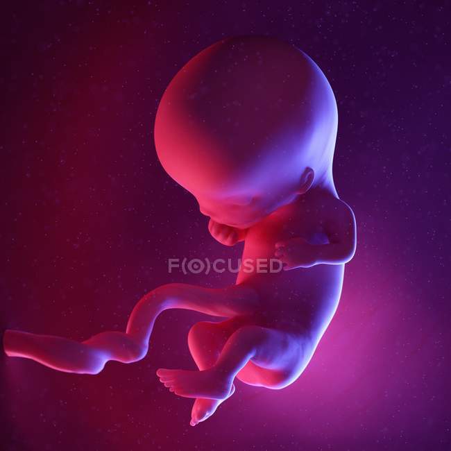 Foetus humain à la semaine 11, illustration numérique multicolore . — Photo de stock