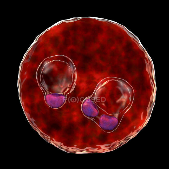 Protozoo Plasmodium falciparum cell, agente causal de la malaria tropical, ilustración digital
. - foto de stock