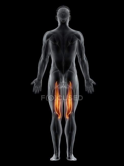 Male body with visible colored Semimembranosus muscle, computer illustration. — Stock Photo