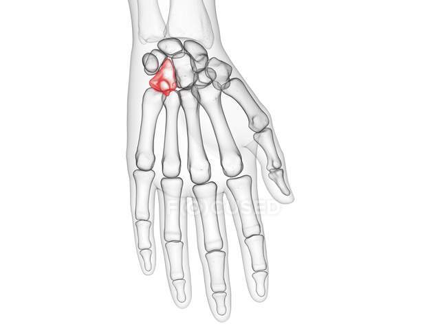Hamate bone in skeleton of human body, computer illustration. — Stock Photo