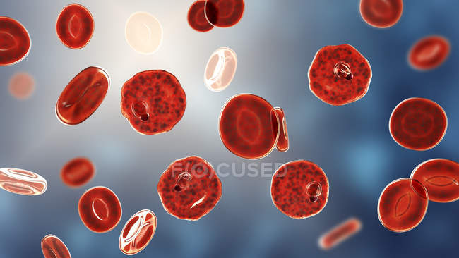 Плазмодиум vivax протозоа и красные кровяные тельца, цифровая иллюстрация
. — стоковое фото