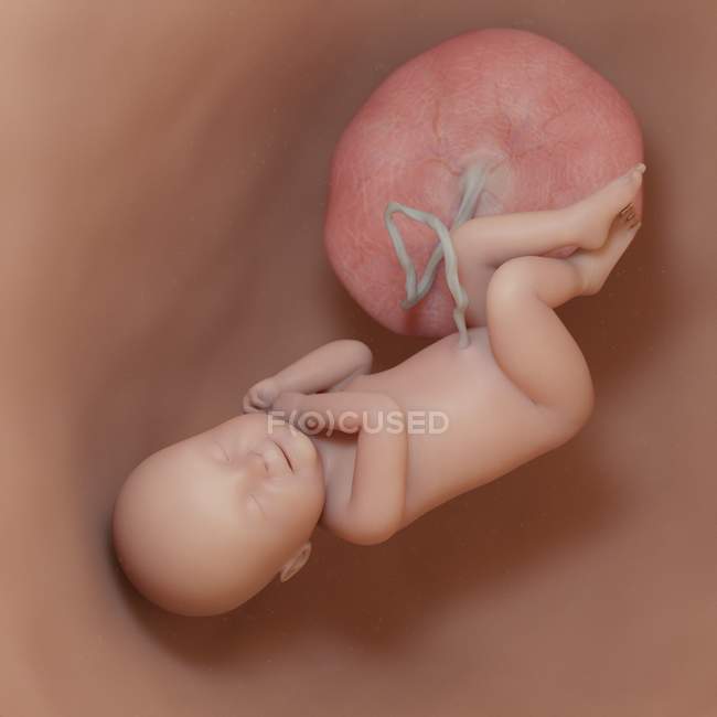 Foetus humain à la semaine 40, illustration numérique réaliste . — Photo de stock