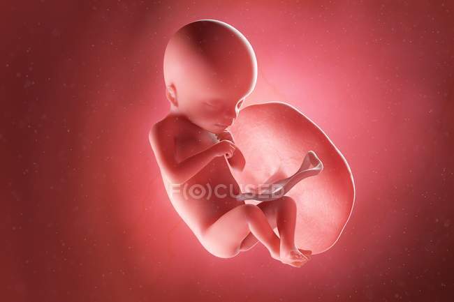 Foetus humain à la semaine 18, illustration par ordinateur . — Photo de stock