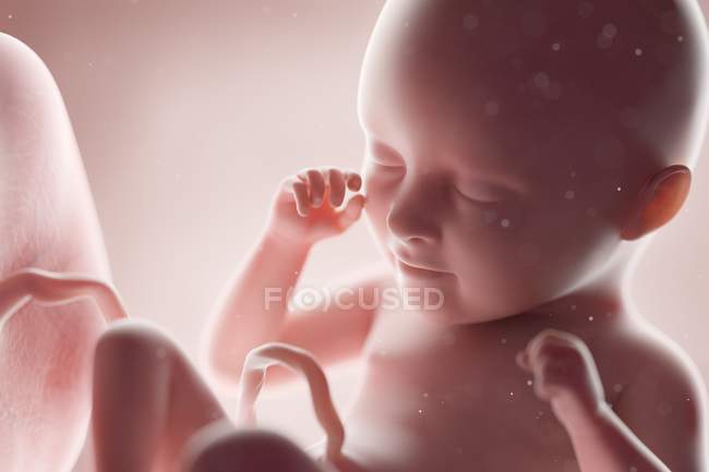 Fœtus humain réaliste à la semaine 35, illustration par ordinateur . — Photo de stock