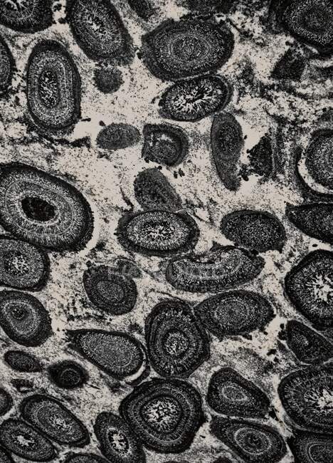 Rocha ígnea granodiorita orbicular, ilustração. — Fotografia de Stock