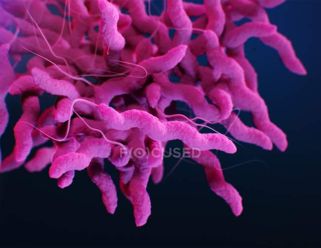 Ilustración digital 3D de la bacteria rosa Campylobacter . - foto de stock