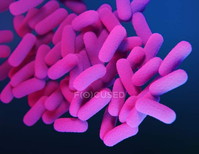 Digital 3d illustration of pink rod-shaped bacteria Bordetella pertussis. — Stock Photo