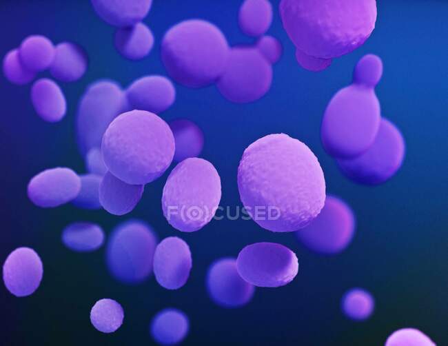Illustration des Pilzes Candida. Einzelne Zellen des Pilzes werden als violette Ellipsoide dargestellt. Candida-Arten können beim Menschen schwere Infektionen verursachen. Candida auris beispielsweise verursacht Candidiasis, die sich Patienten häufig im Krankenhaus zuziehen. — Stockfoto
