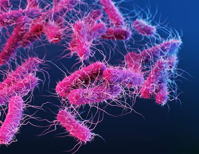 Illustrazione digitale 3d di batteri rosa a forma di verga Enterobacteriaceae . — Foto stock