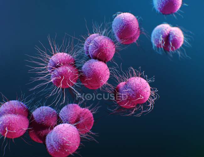 Ilustración digital 3D de la bacteria Neisseria gonorrhoeae
. - foto de stock