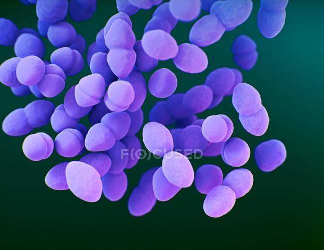 Цифрова 3d ілюстрація бактерій Ентерококів типу диплококи. — стокове фото