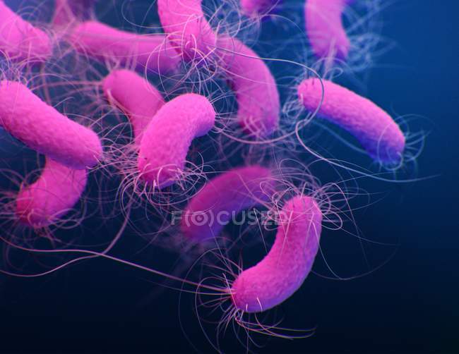 Цифровая 3D иллюстрация бактерий Pseudomonas aeruginosa
. — стоковое фото