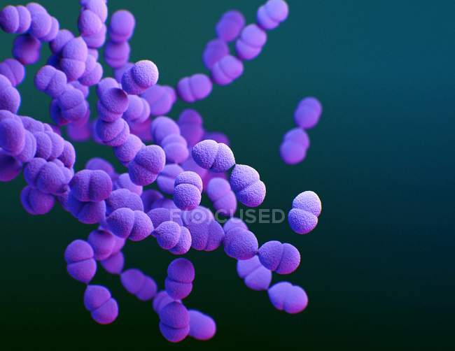 Цифрова 3d ілюстрація бактерії Streptococcus pneumoniae, що показує пари бактерій, що називаються диплококами.. — стокове фото