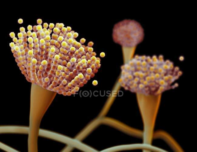 Ilustração dos condióforos do fungo Aspergillus fumigatus — Fotografia de Stock