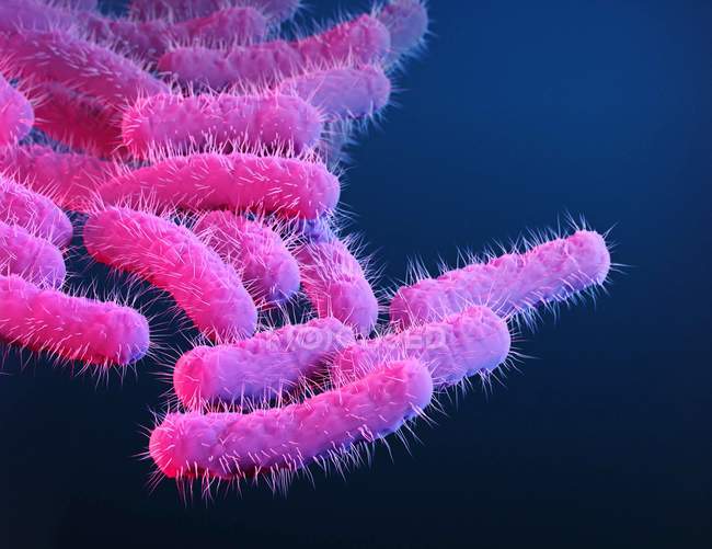 Ilustração 3D digital de bactérias Shigella em forma de bastonete . — Fotografia de Stock