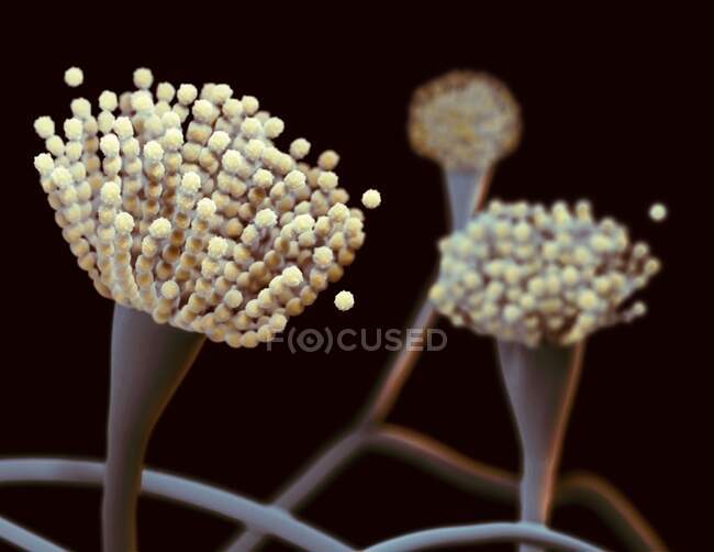 Ілюстрація кондиціонерів гриба Aspergillus fumigatus — стокове фото