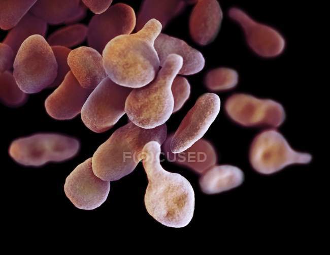 Illustration numérique de bactéries Mgen Mycoplasma genitalium
. — Photo de stock