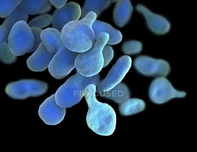 Digitale Illustration von Mgen Mycoplasma genitalium Bakterien. — Stockfoto