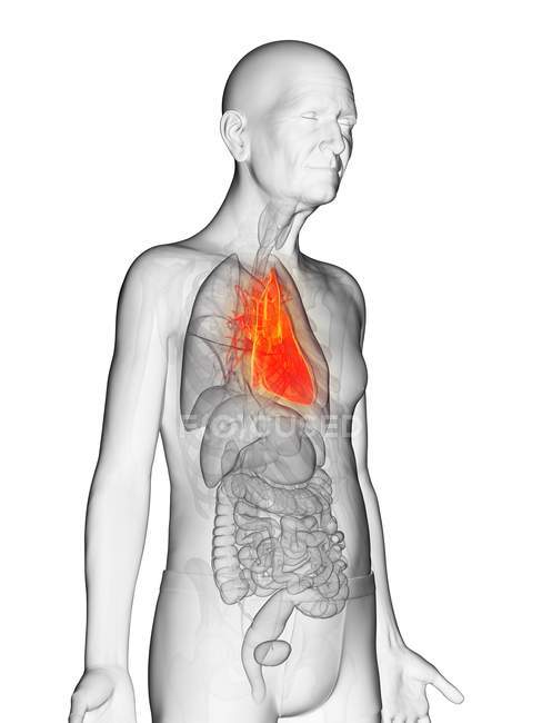 Ilustración digital del cuerpo transparente del anciano con el corazón visible de color naranja . - foto de stock