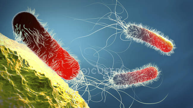 Antibióticos resistentes Pseudomonas aeruginosa bacterias en forma de barra, ilustración digital 3d
. - foto de stock