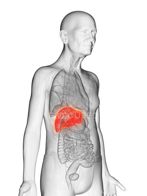 Ilustración digital del cuerpo del anciano transparente con hígado visible de color naranja
. - foto de stock