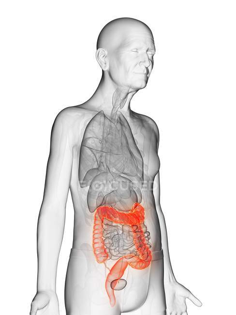 Ilustración digital del cuerpo del anciano transparente con colon visible de color naranja
. - foto de stock