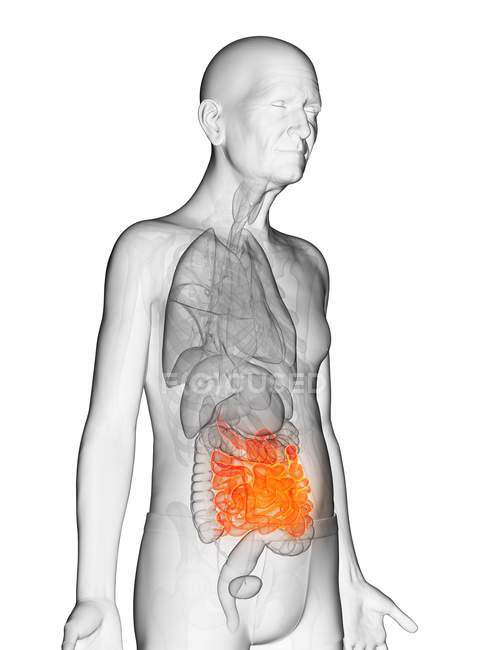 Ilustración digital del cuerpo adulto mayor transparente con intestino delgado visible de color naranja . - foto de stock