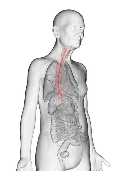 Digital illustration of transparent elderly man body with visible orange-colored esophagus. — Stock Photo