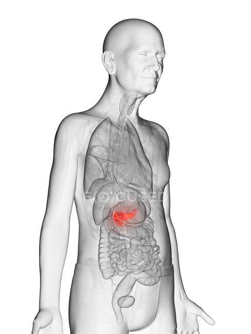 Illustrazione digitale del corpo umano anziano trasparente con pancreas visibile color arancio . — Foto stock