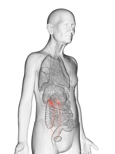 Illustration numérique du corps transparent de l'homme âgé avec des uretères visibles de couleur orange
. — Photo de stock