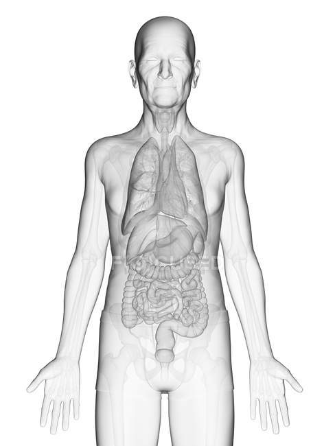 Illustrazione digitale del corpo umano anziano con organi interni visibili . — Foto stock