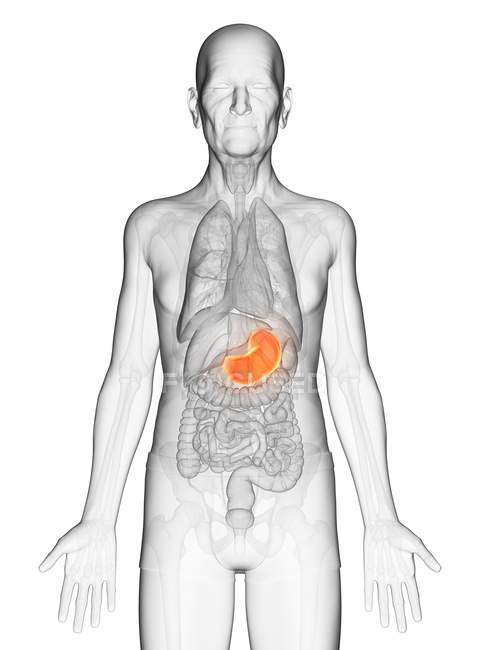 Illustrazione digitale del corpo dell'uomo anziano trasparente con lo stomaco visibile color arancione . — Foto stock