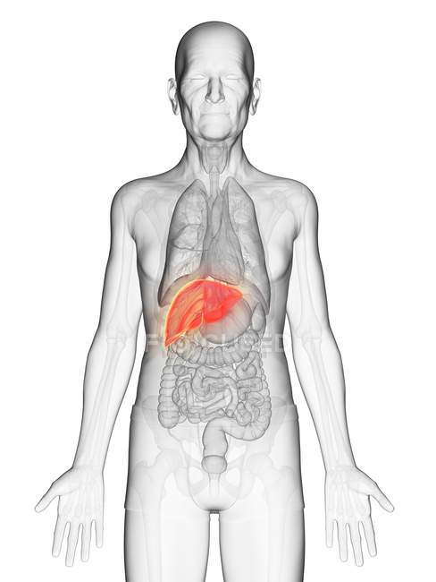 Ilustración digital del cuerpo del anciano transparente con hígado visible de color naranja . - foto de stock
