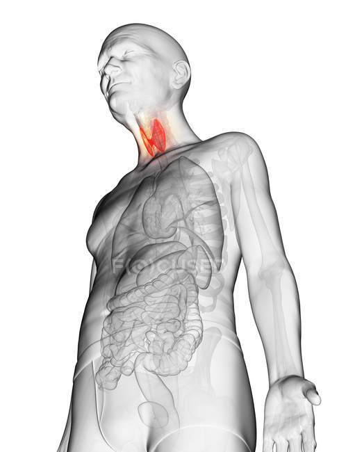 Illustration numérique du corps transparent de l'homme âgé avec la thyroïde de couleur orange visible . — Photo de stock