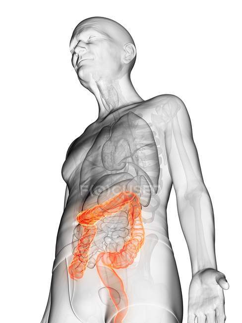 Ilustración digital del cuerpo del anciano transparente con colon visible de color naranja . - foto de stock