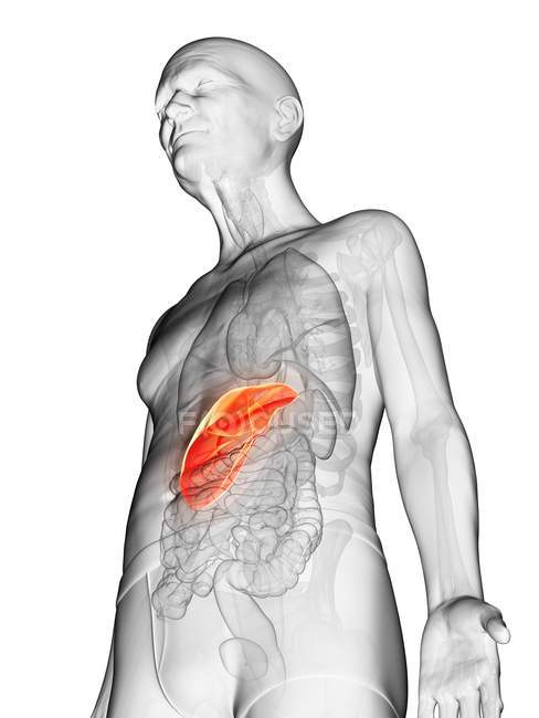 Цифрова ілюстрація прозорого тіла літнього чоловіка з видимою печінкою помаранчевого кольору . — стокове фото