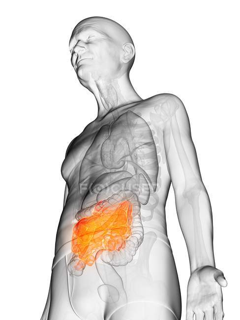 Ilustración digital del cuerpo adulto mayor transparente con intestino delgado visible de color naranja . - foto de stock