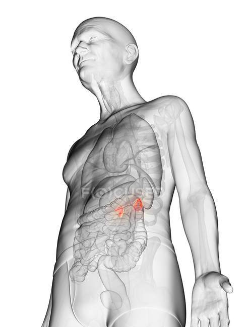 Ilustração digital do corpo do homem idoso transparente com glândulas suprarrenais visíveis de cor laranja . — Fotografia de Stock