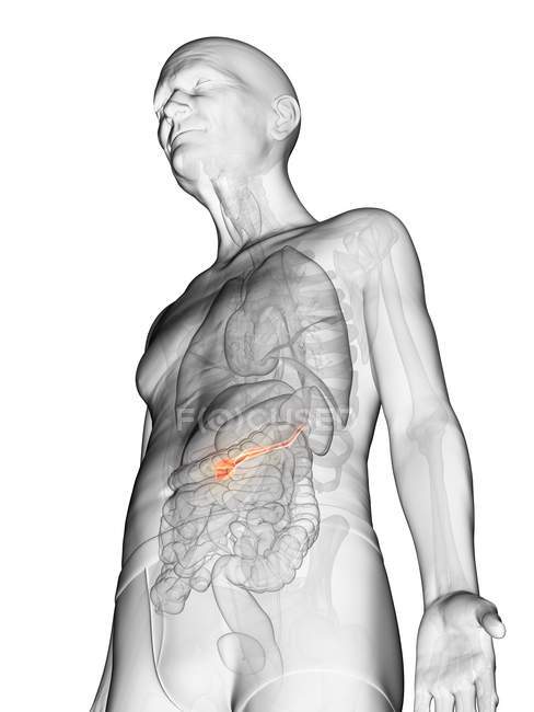 Ilustración digital del cuerpo adulto mayor transparente con páncreas visible de color naranja . - foto de stock