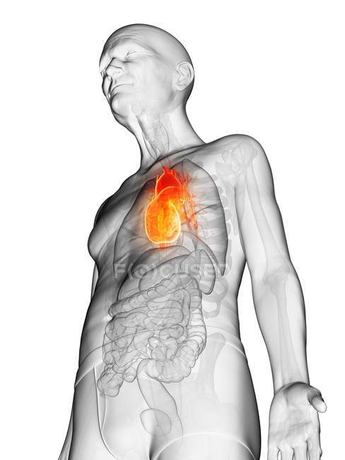 Ilustración digital del cuerpo del anciano con el corazón visible de color naranja . - foto de stock