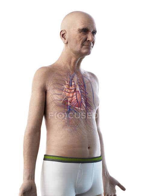 Цифрова ілюстрація анатомії старшого чоловіка, що показує серце . — стокове фото
