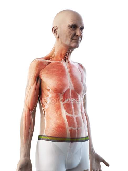 Ilustración digital de la anatomía del hombre mayor que muestra músculos
. - foto de stock