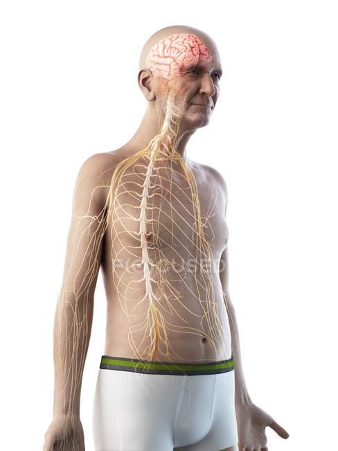 Digitale Illustration der Anatomie eines älteren Mannes, die Nerven zeigt. — Stockfoto