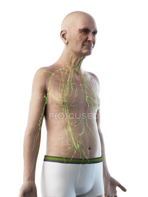 Цифрова ілюстрація анатомії старшої людини, що показує лімфатичну систему . — стокове фото